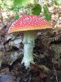 musnica_rdeca_c_Amanita_muscaria_2012_10040051.jpg