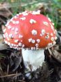 musnica_rdeca_d_Amanita_muscaria_2012_10040053.jpg