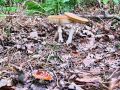 musnica_rdeca_e_Amanita_muscaria_2012_10080014.jpg