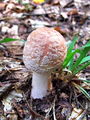 musnica_rdeckasta_a_Amanita_rubescens_2009_10030020.JPG