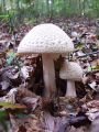 musnica_rdeckasta_b_Amanita_rubescens_2010_10020062.jpg