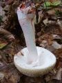 musnica_rdeckasta_c_Amanita_rubescens_2010_10020063.jpg