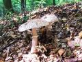 musnica_rdeckasta_d_Amanita_rubescens_2012_10010038.jpg