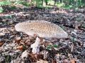 musnica_rdeckasta_e_Amanita_rubescens_2012_10080004.jpg