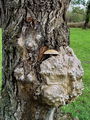 nazobcanka_luskasta_a_Neolentinus_lepideus_DSC03704a.jpg