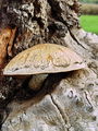 nazobcanka_luskasta_b_Neolentinus_lepideus_DSC03707.jpg