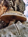 nazobcanka_luskasta_c_Neolentinus_lepideus_DSC03709.jpg