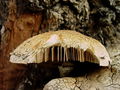 nazobcanka_luskasta_d_Neolentinus_lepideus_DSC03710.jpg
