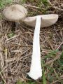 noznicarka_velika_bc_Volvariella_gloiocephala_2012_10110096.jpg