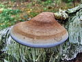 odpadljivka_brezova_d_Piptoporus_betulinus_e_2009_09280012.JPG