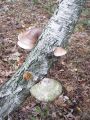 odpadljivka_brezova_e_Piptoporus_betulinus_2010_10020066.jpg