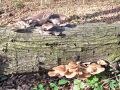 ostrigar_bukov_a_Pleurotus_ostreatus_2012_11280051.jpg