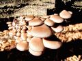 ostrigar_bukov_b_Pleurotus_ostreatus_2012_10220034a.jpg