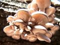 ostrigar_bukov_c_Pleurotus_ostreatus_2012_10220038a.jpg