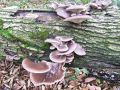ostrigar_bukov_d_Pleurotus_ostreatus_2012_11240036.jpg
