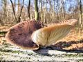 ostrigar_bukov_e_Pleurotus_ostreatus_2012_11280053.jpg