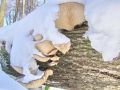 ostrigar_bukov_f_Pleurotus_ostreatus_2012_12090022.jpg