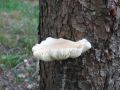 ostrigar_hrastov_a_Pleurotus_dryinus_2009_11030003.jpg