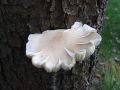 ostrigar_hrastov_b_Pleurotus_dryinus_2009_11030001.jpg