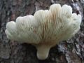 ostrigar_hrastov_c_Pleurotus_dryinus_2009_11030002.jpg