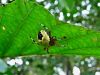 pajk_2_21_pajek_krizevec_marmoriarni_bb_Araneus_marmoreus_2014_10070005a.jpg