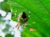 pajk_2_21_pajek_krizevec_marmoriarni_bc_Araneus_marmoreus_2014_10070006a.jpg