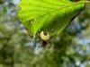 pajk_2_21_pajek_krizevec_marmorirani_bd_Araneus_marmoreus_DSC03015a.jpg