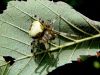 pajk_2_21_pajek_krizevec_marmorirani_be_Araneus_marmoreus_DSC03016a.jpg