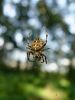 pajk_2_21_pajek_krizevec_navadni_ba_Araneus_diadematus_DSC01998.JPG
