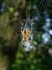 pajk_2_21_pajek_krizevec_navadni_bb_Araneus_diadematus_DSC02002.JPG
