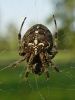 pajk_2_21_pajek_krizevec_navadni_bc_Araneus_diadematus_DSC02400.JPG