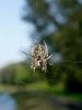 pajk_2_21_pajek_krizevec_navadni_bd_Araneus_diadematus_DSC02393.JPG