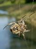 pajk_2_21_pajek_krizevec_navadni_be_Araneus_diadematus_DSC02398.JPG