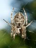 pajk_2_21_pajek_krizevec_navadni_bf_Araneus_diadematus_DSC02394.JPG