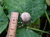 pajk_2_21_pajek_krizevec_stiripikasti_ba_Araneus_quadratus_2013_09190026.JPG