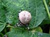 pajk_2_21_pajek_krizevec_stiripikasti_bb_Araneus_quadratus_2013_09190024.JPG