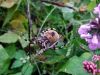 pajk_2_21_pajek_krizevec_stiripikasti_bc_Araneus_quadratus_2013_09190027.JPG