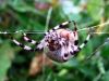 pajk_2_21_pajek_krizevec_stiripikasti_bd_Araneus_quadratus_2013_09190032a.jpg