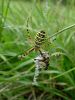 pajk_2_21_pajek_osasti_bb_Argiope_bruennichi_DSC07105.JPG
