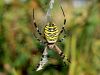 pajk_2_21_pajek_osasti_bc_Argiope_bruennichi_IMG_9373.JPG