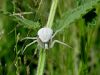 pajk_2_23_pajek_cvetni_ba_Misumena_vatia_DSC00165.JPG