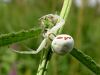 pajk_2_23_pajek_cvetni_bb_Misumena_vatia_DSC00167.JPG