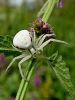 pajk_2_23_pajek_cvetni_bc_Misumena_vatia_DSC00183.JPG