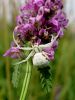 pajk_2_23_pajek_cvetni_bd_Misumena_vatia_DSC00168.JPG