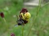 pajk_2_23_pajek_cvetni_be_Misumena_vatia_DSC06871.JPG