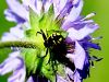 pajk_2_23_rakovicar_rdeci_ab_Synema_globosum_IMG_6701a.jpg