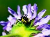 pajk_2_23_rakovicar_rdeci_ac_Synema_globosum_IMG_6704a.jpg