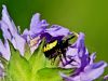 pajk_2_23_rakovicar_rdeci_ad_Synema_globosum_IMG_6705a.jpg