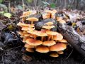 panjevka_zimska_a_Flammulina_velutipes_2012_11240011.jpg