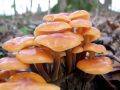 panjevka_zimska_b_Flammulina_velutipes_2012_11240012.jpg